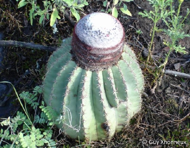 Melocactus schatzlii ssp.chicamochensis GX